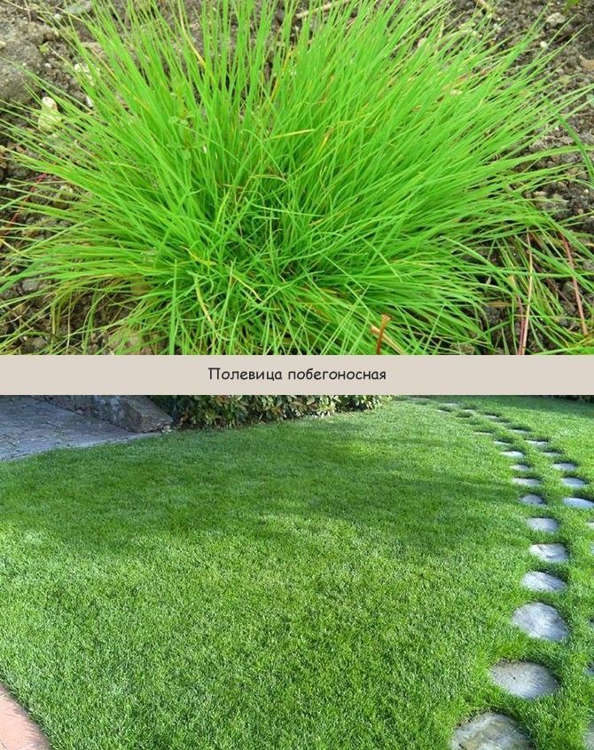 Трава полевица для газонов фото и описание