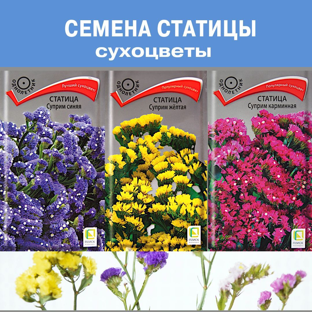 Сухоцветы ПОИСК Агрохолдинг статица_суприм - купить по выгодным ценам в  интернет-магазине OZON (950587283)