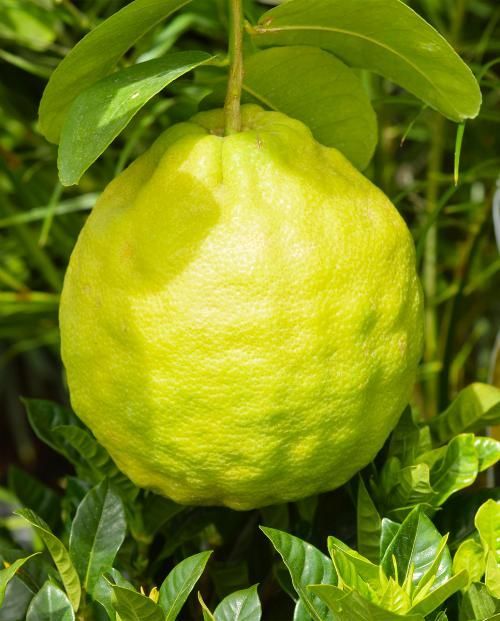 Лимон Пандероза - Citrus Limon Pаnderosa (саженец ЗКС - контейнер 0,7 л) / клубни, делёнки многолетних растений, корни / для дачи, сада, дома и балкона