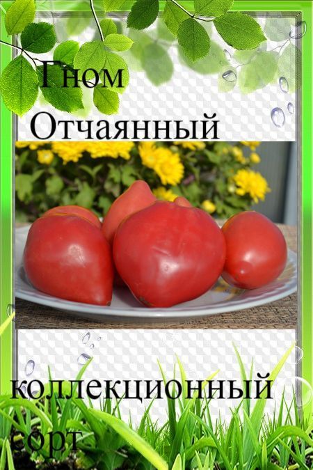 Томат гном отчаянный