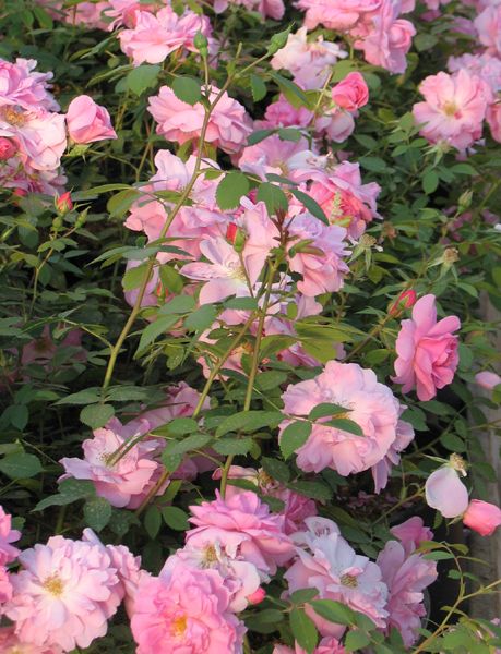 Джон Дэвис Роза Канадская Купить В Иркутске