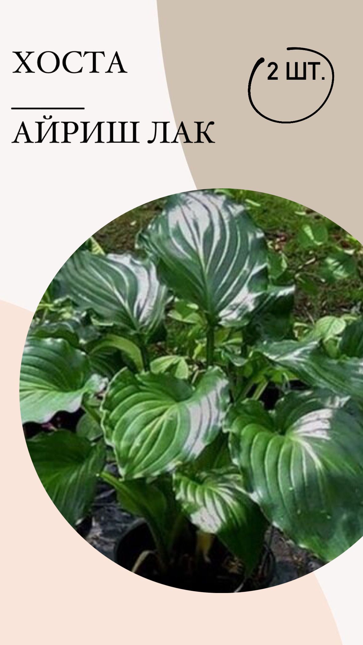 Саженцы Хост Купить В Леруа Мерлен Калуга