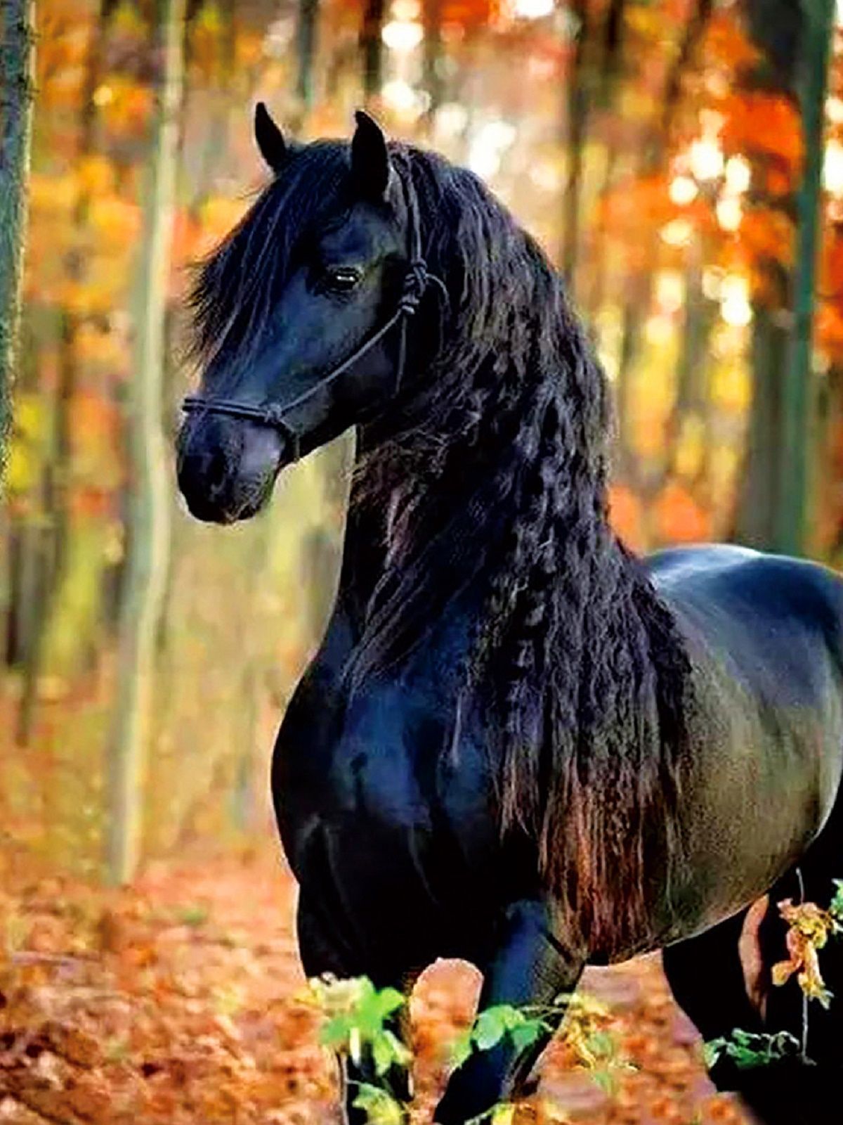 Сонник черная лошадь. Фризская лошадь гнедая. Фредерик Великий Фризская лошадь.