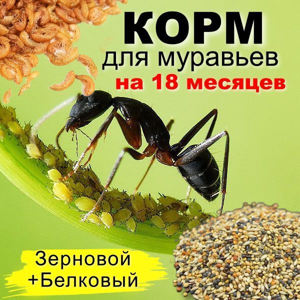 Корм для муравьев Жнецов (Зерновой+Белковый), 18 мес.