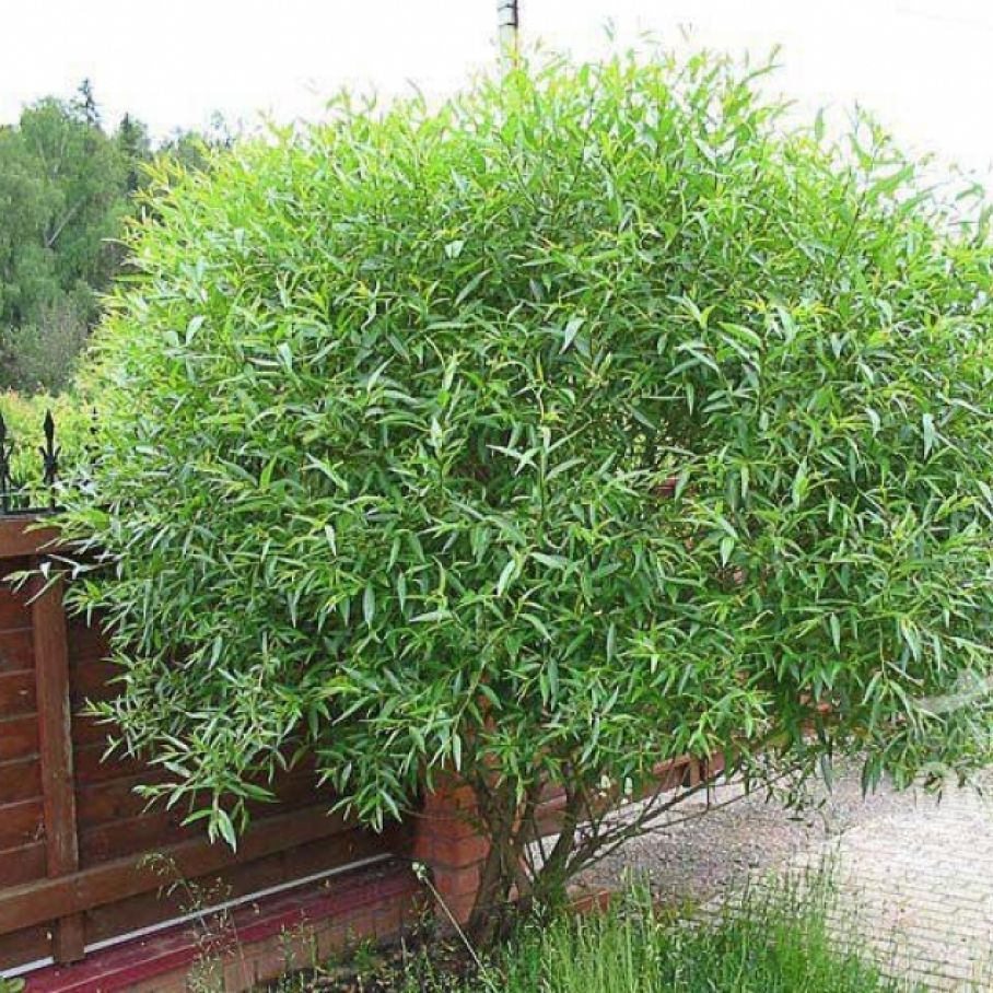 Ива ломкая (шаровидная) Salix fragilis