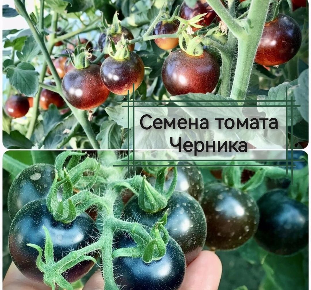 Помидоры Черничный Десерт