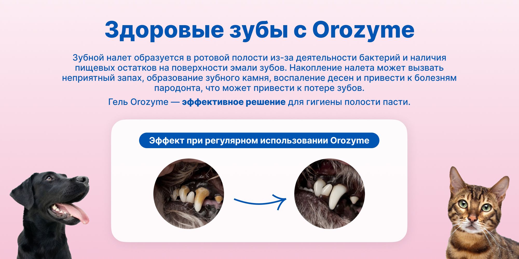 Зубной гель для чистки полости рта для всех животных Орозим Ecuphar Or(图2)