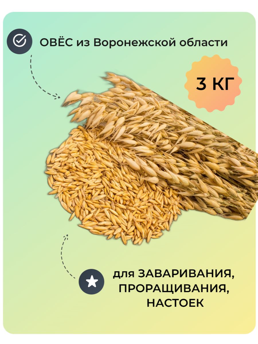 3 кг Овес для заваривания, проращивания, настоя, отвара - купить с  доставкой по выгодным ценам в интернет-магазине OZON (1313654585)