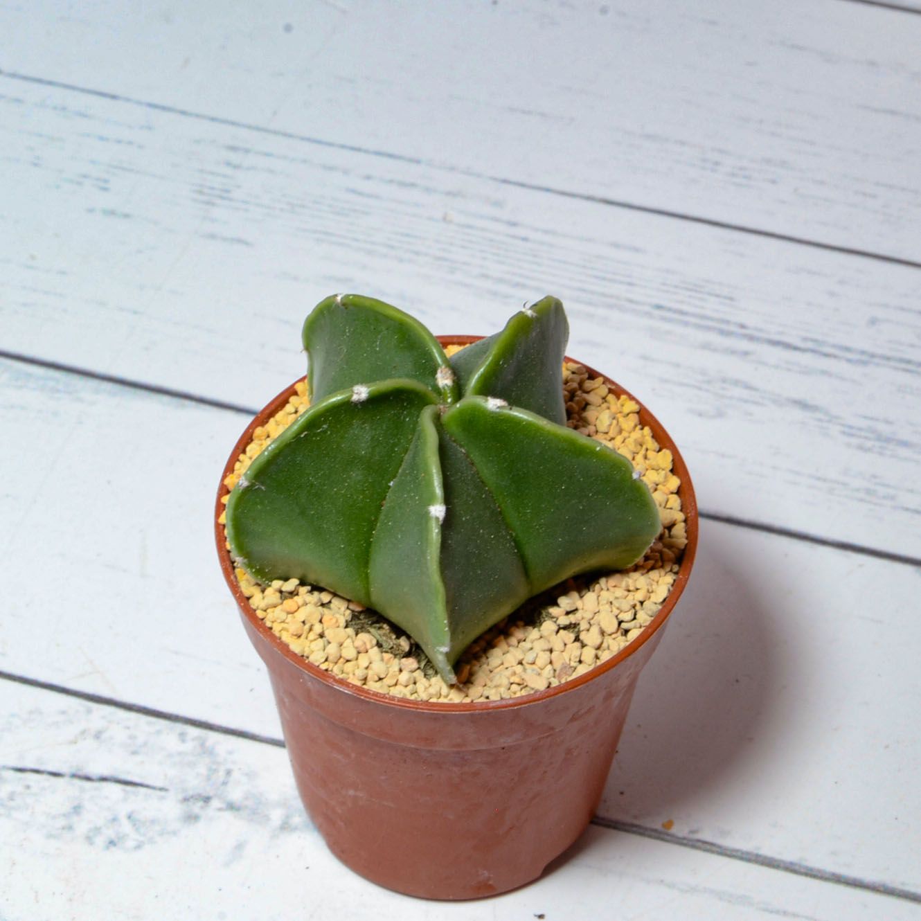 Кактус Astrophytum Myriostigma Nudum (Астрофитум). Диаметр горшка 5 см. Субстрат Succuterra Classic и фирменный горшочек в комплекте.