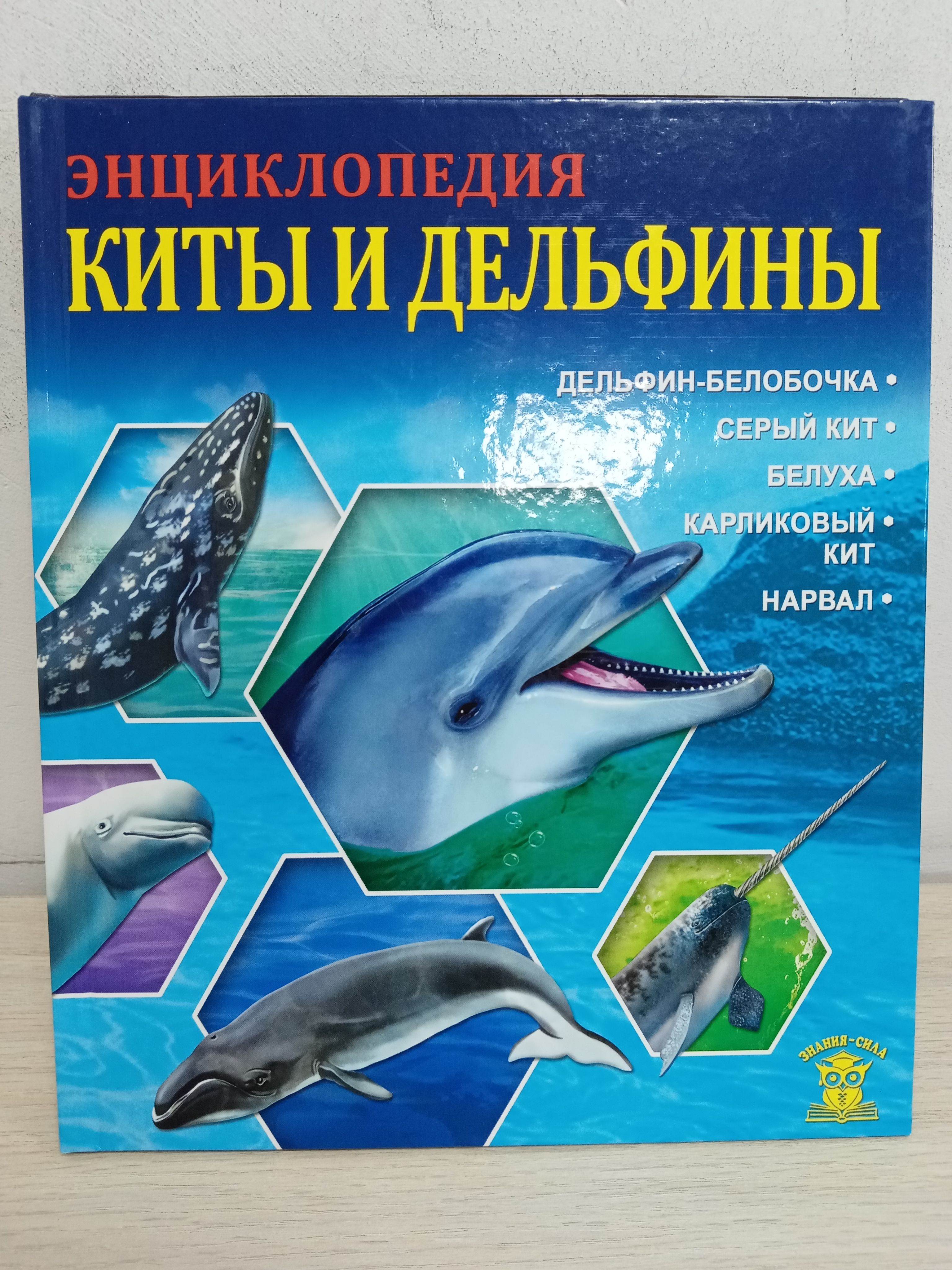 Киты и дельфины картинки