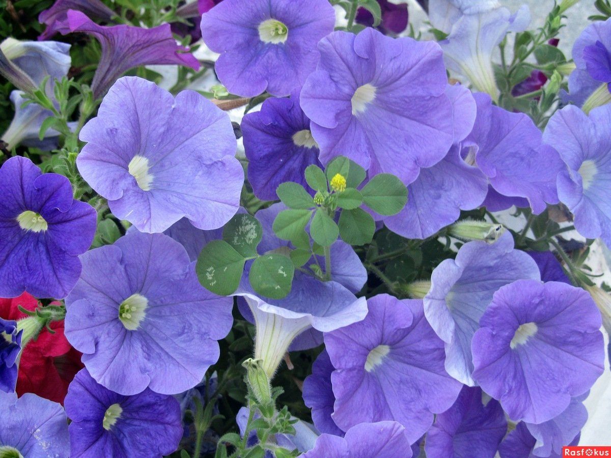 Скай блю - 58 фото