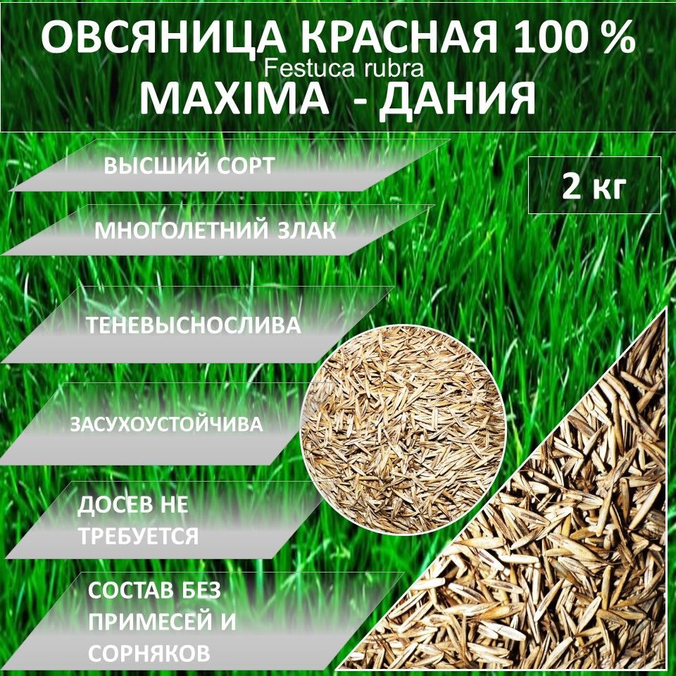 Овсяница, Овсянница Гагарин Агро Газон 100 % Овсяница красная MAXIMA  МАКСИМА 1. 1 кг газонная трава_1 - купить по выгодным ценам в  интернет-магазине OZON (930502269)