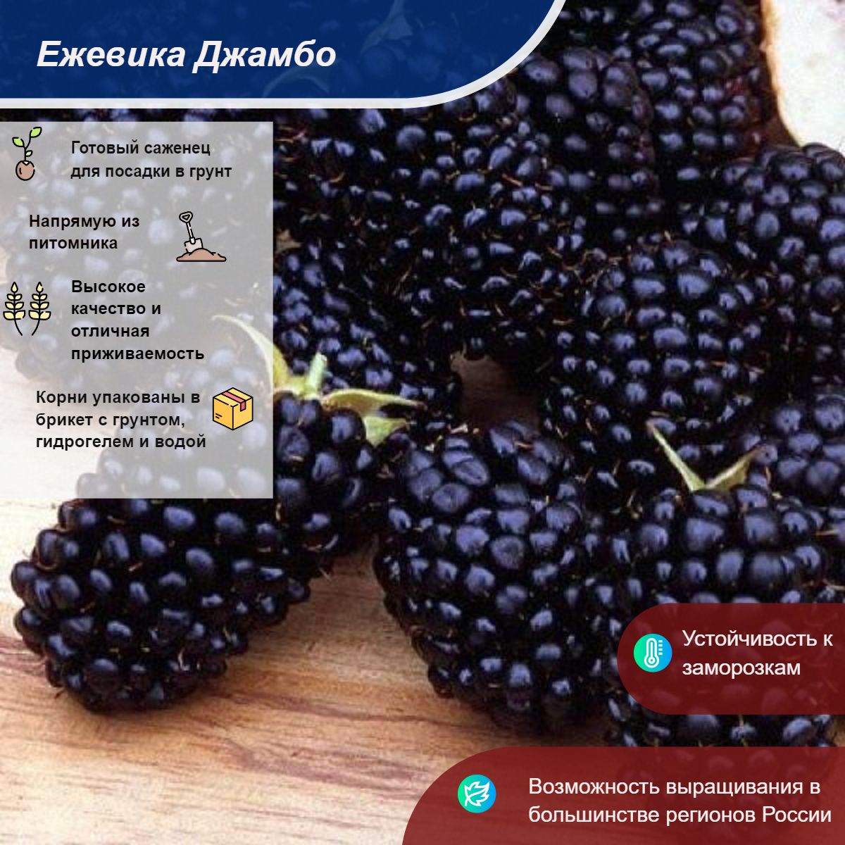 Сорта ежевики джамбо саженцы. Ежевика джамбо бесшипный сорт. Ежевика джамбо. Ежевика бесшипная саженцы. Ежевика джамбо (2 года).