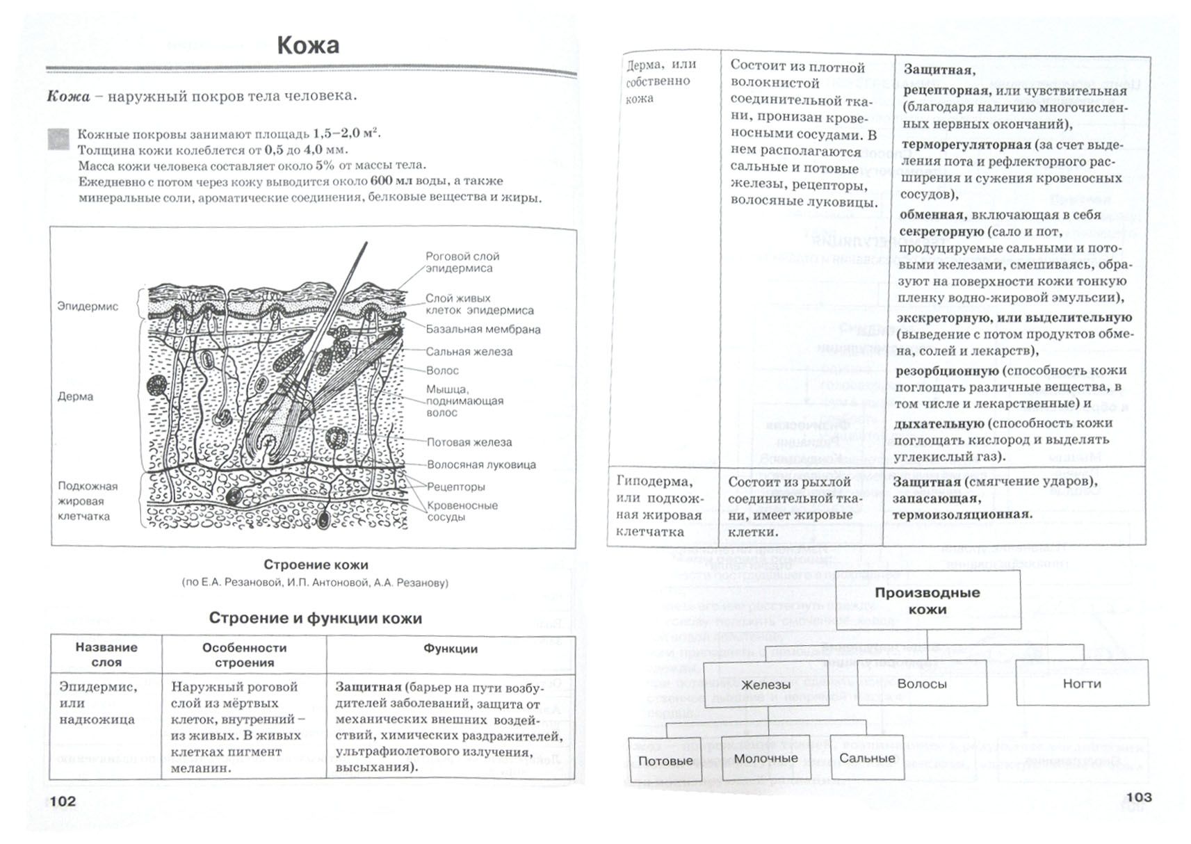Биология человека егэ. Человек и его здоровье биология таблицы. Анатомия человека в таблицах и схемах Резанова. Биология человека в таблицах. Биология в таблицах и схемах.