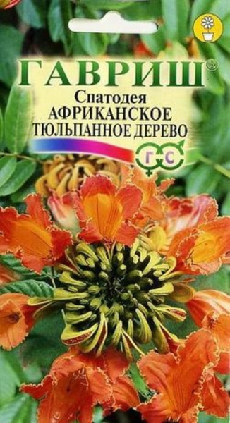 Спатодея колокольчатая африканское тюльпановое дерево