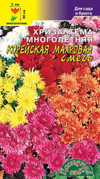Хризантемы многолетние Цветущий сад Брахикома Звёздная россыпь ...
