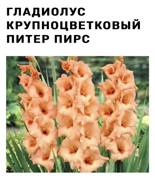 Гладиолус Гладиолус - купить по выгодным ценам в интернет-магазине OZON ...