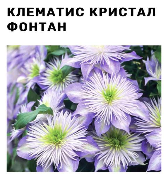 Клематис - купить по выгодным ценам в интернет-магазине OZON (858163736)