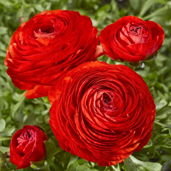 Луковицы Лютик (Ранункулюс садовый) Нидерланды купить по выгодной цене ...