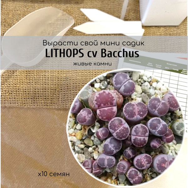 Литопсы (Живые камни) Lithops10 - купить по выгодным ценам в интернет ...