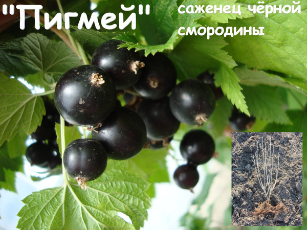 Чёрная смородина "Пигмей" купить на OZON по низкой цене (910931103)