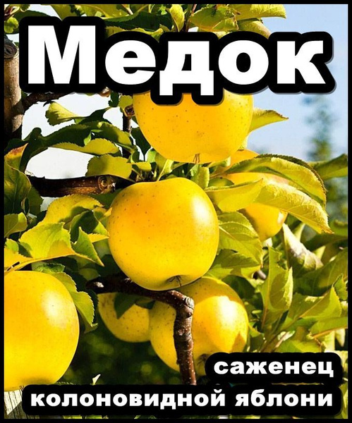 Яблоня колоновидная Медок - купить с доставкой по выгодным ценам в ...