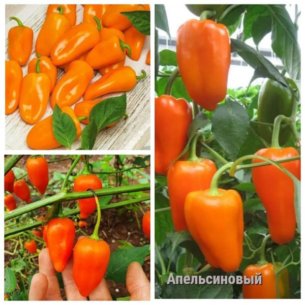 Перец сладкий, Перец Перец сладкий - купить по выгодным ценам в ...