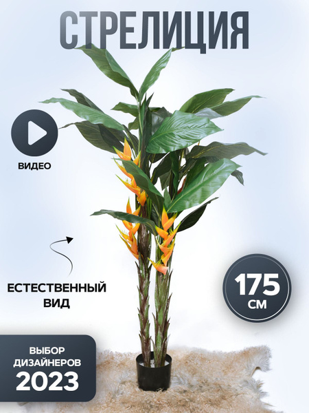 Купить Декоративные растения дерево Стрелиция Королевская по выгодной ...