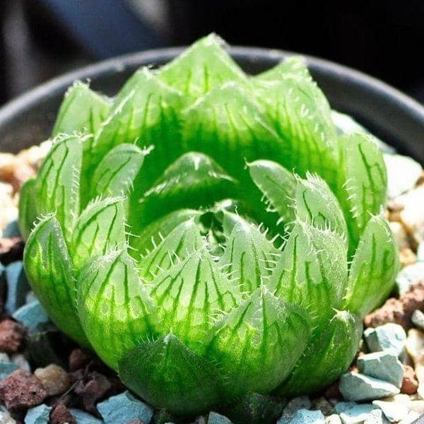Хавортия Exotica Haworthia Cooperi var. Picturata, 5 дм, 1 шт - купить ...