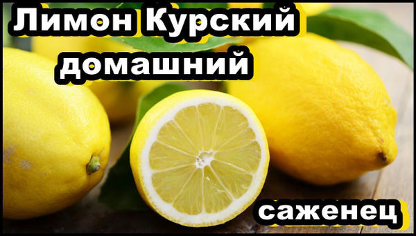 Лимон домашний Курский (комнатный) - купить с доставкой по выгодным ...