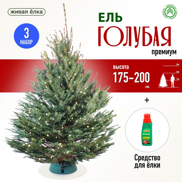 ЖиваяЁлка.рф Елка живая, 175-200 см купить на OZON по низкой цене ...