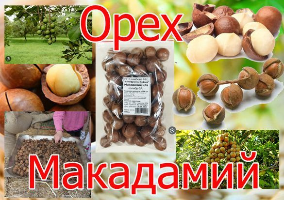 Макадамия орех в скорлупе(урожай 2023)1кг, колибр 5А - купить с ...