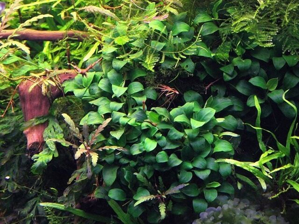 Растение для аквариума, Анубиас нана Бонсай 1 куст. Живое аквариумное ...