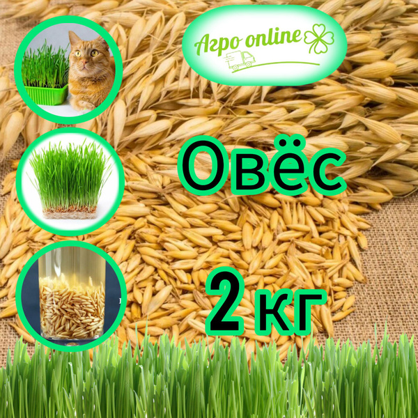 Овес для заваривания, отваров и настоя , для проращивания. Микрозелень ...