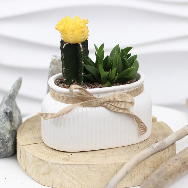 Кактус, Хавортия Kimbirly Flowers GREEN, 14 дм, 1 шт - купить по ...