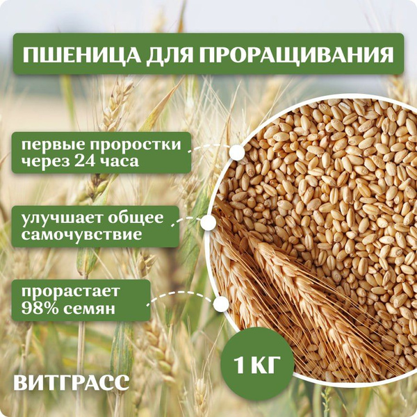 Пшеница 1 кг, семена для выращивания и проращивания - купить с ...