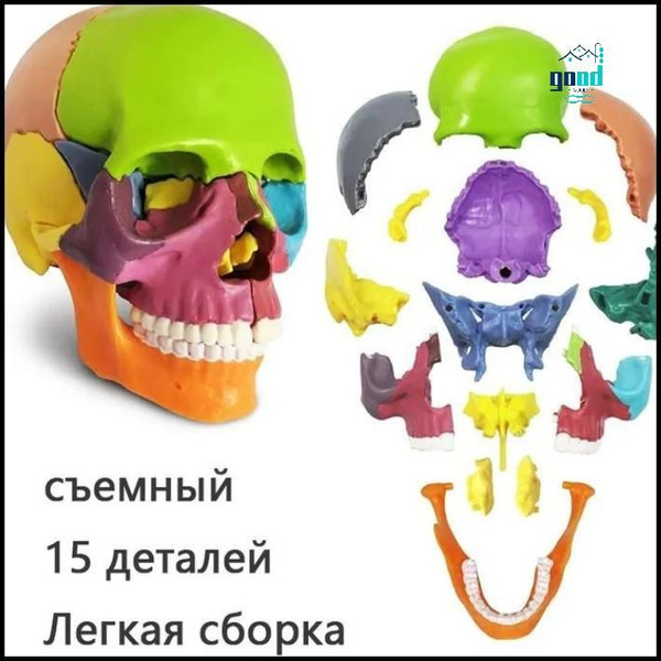 Анатомическая модель человеческого черепа, цветные черепа для изучения ...