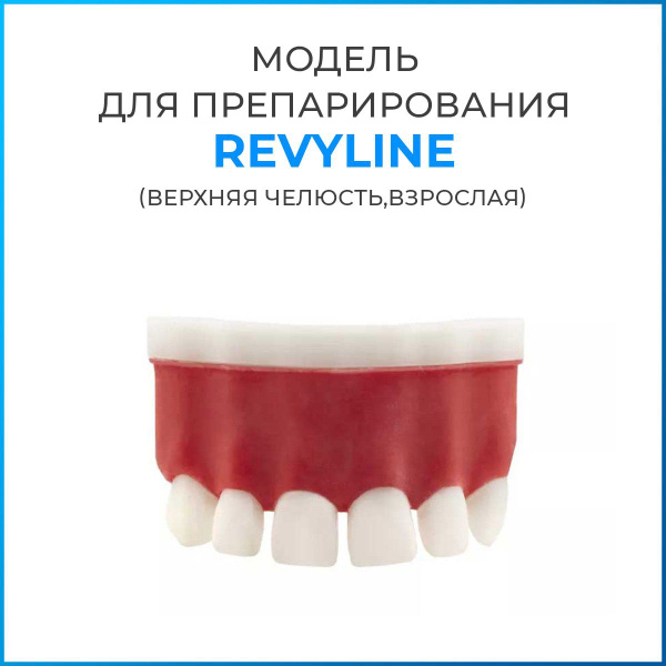 Фантомная модель для препарирования Revyline, верхняя челюсть фронт ...