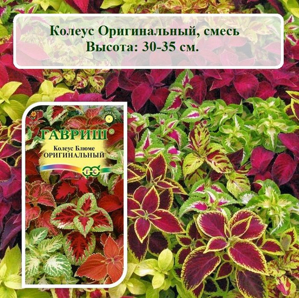 Колеусы Гавриш ЦВЕТОВ_Г - купить по выгодным ценам в интернет-магазине ...