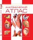Анатомический атлас. Основы строения и физиологии человека - Борис А.И.