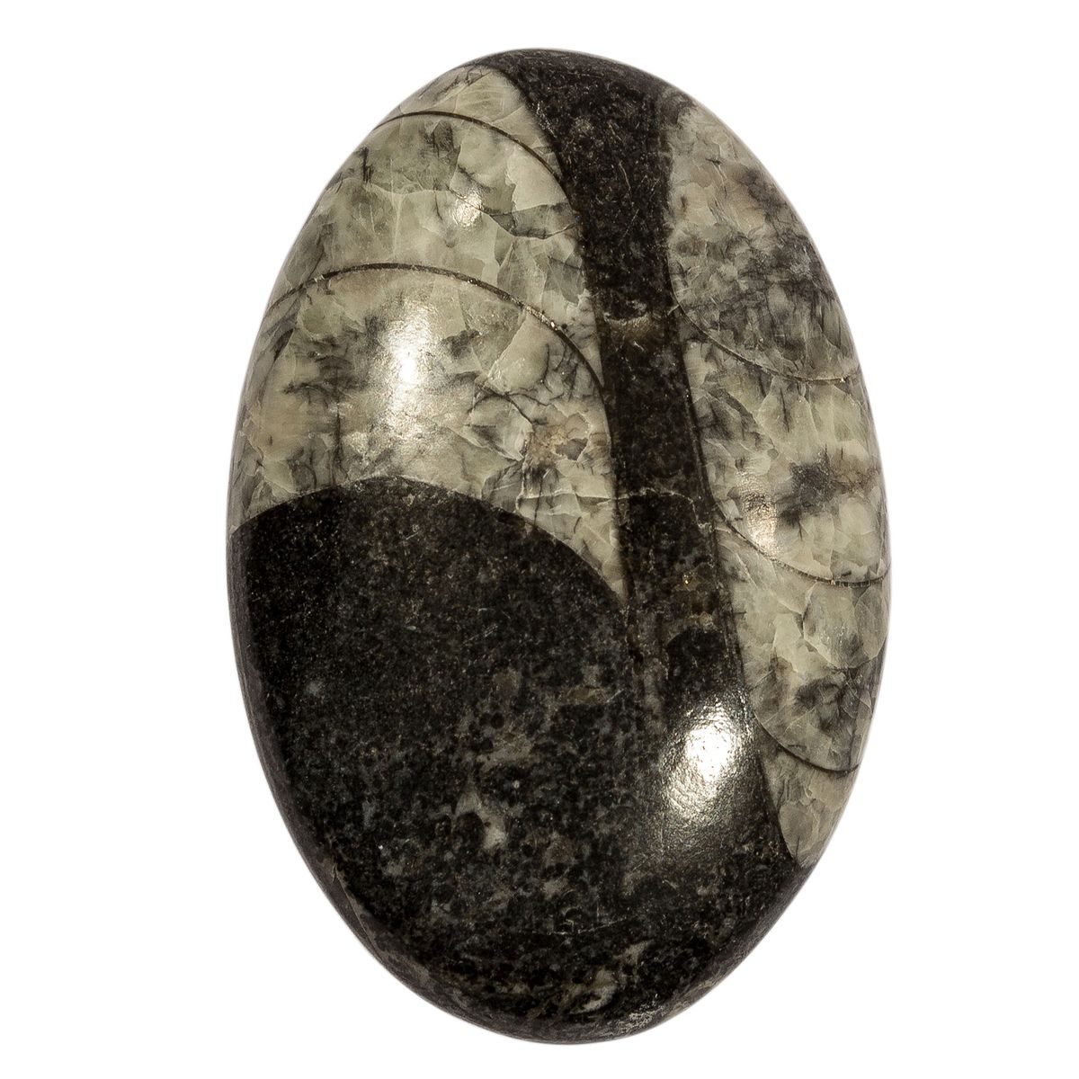 11 stone. Ортоцерас камень. Черно серый камень для весов. Ортоцерас. Orthoceras.