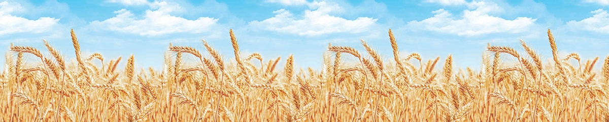 Пшеница Где Купить В Магазине