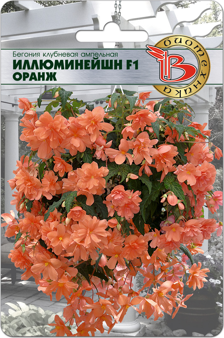 Бегония Ампельная Иллюминейшн – купить в интернет-магазине OZON по ...