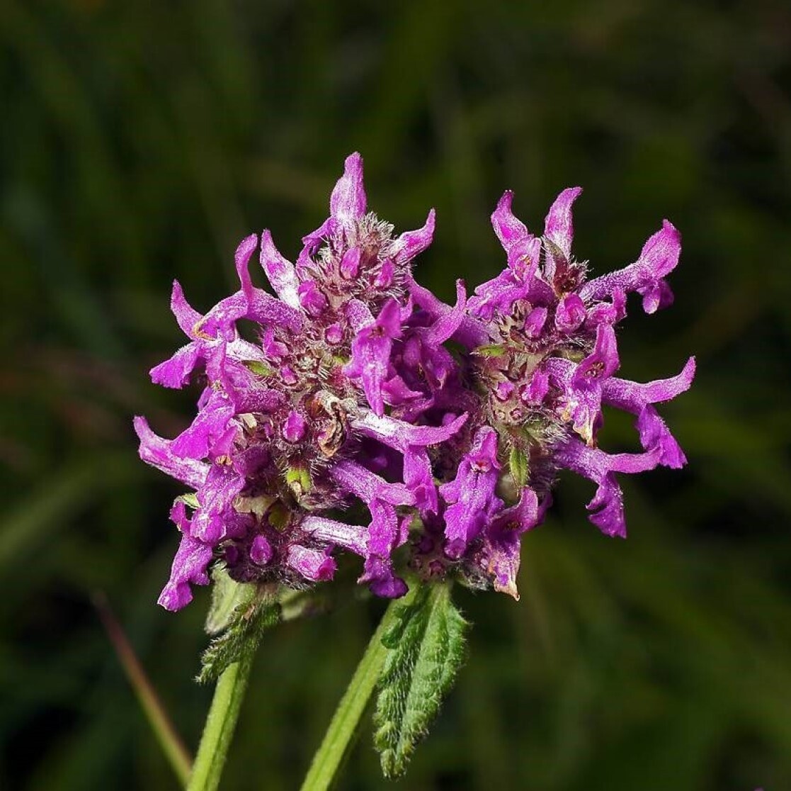 Растение буквица фото и описание. Буквица лекарственная - Betonica officinalis. Стахис буквица чистец. Чистец буквица. Буквица чистец лекарственный.