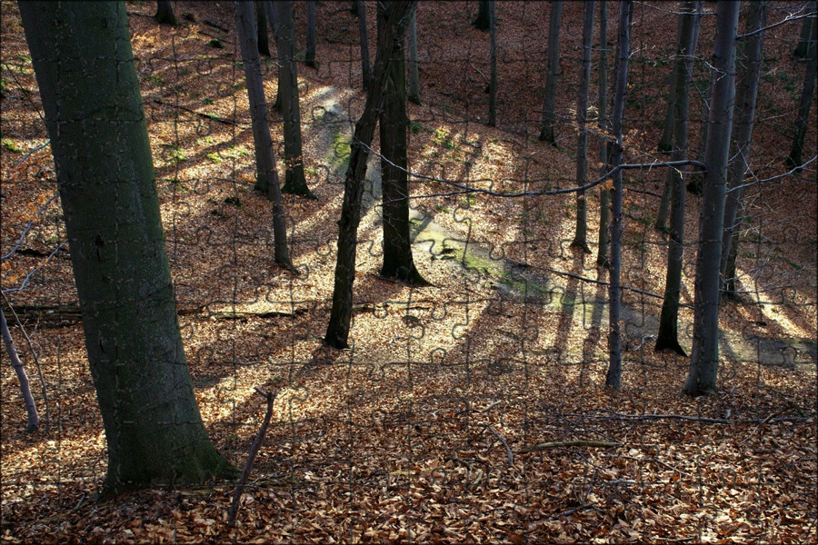 Падающие леса. Фото осень тень. Картинки запущенного леса. Запущенный лес Жанр. Лес без тени в Австралии.