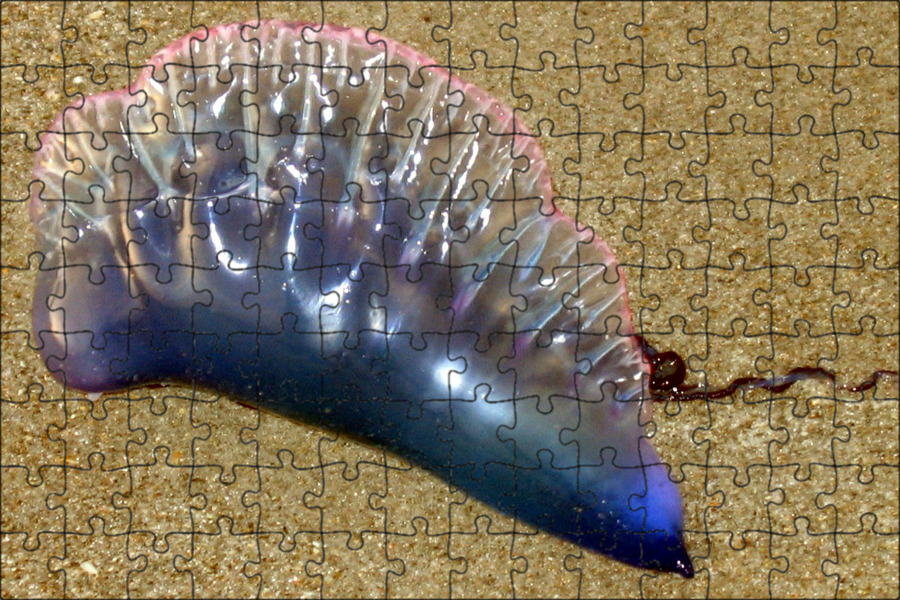 Какое морское создание. Песчаные медузы. морское животное похожее на медузу. медуза на песке. песочные медузы.