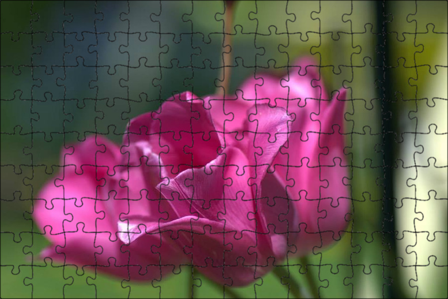 Is not a rose is a tulip