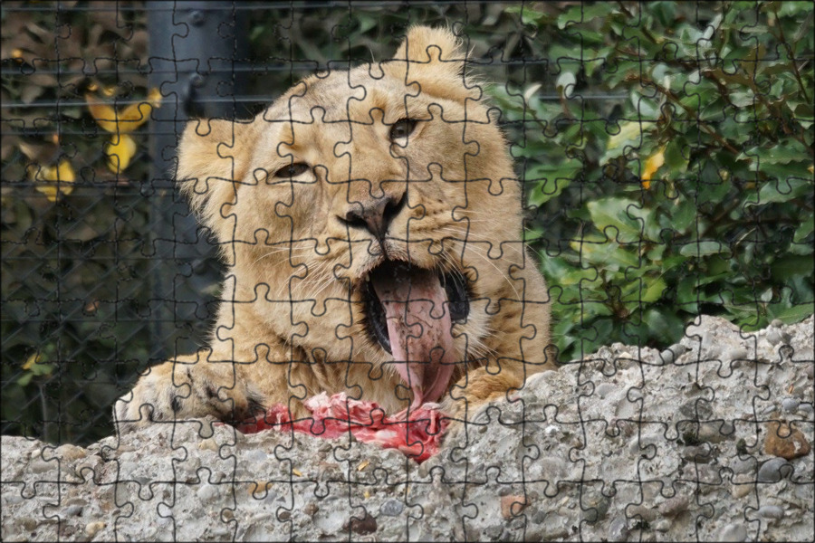 Does a lion eat leaves