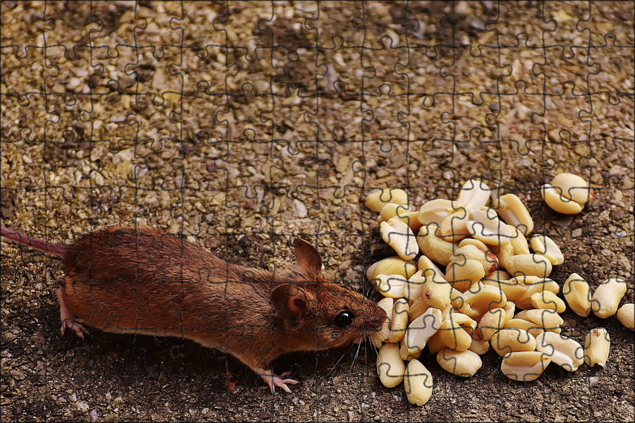 Семя мыши. Лесная мышь (Apodemus sylvaticus). Мышь домовая (mus musculus l.. Мышь и зерно. Коричневая мышка.