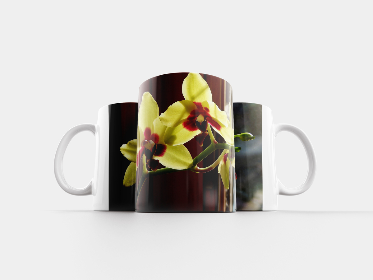 Купить орхидею в ставрополе